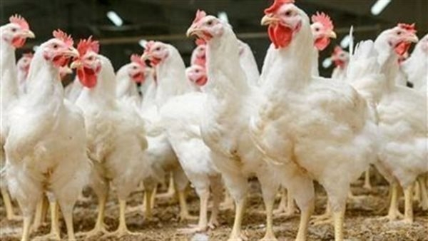بورصة الدواجن.. أسعار الفراخ والبط اليوم الأربعاء 9 أبريل 2025