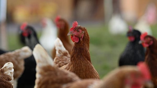 أسعار الدواجن والبيض اليوم الجمعة 4 - 7