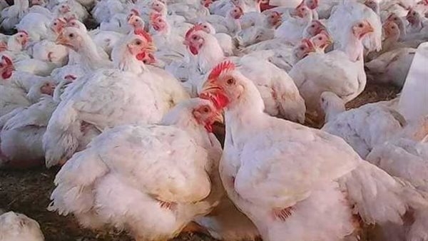 حقيقة وجود أوبئة دواجن في مصر