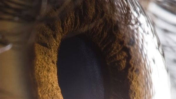 لون أولو.. لم يراه غير خمسة أشخاص فقط وعلماء يؤكدون وجوده