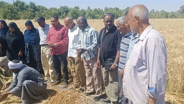 الزراعة: يوم حصاد موسّع للقمح في أسوان ضمن مشروع ترشيد استخدام المياه