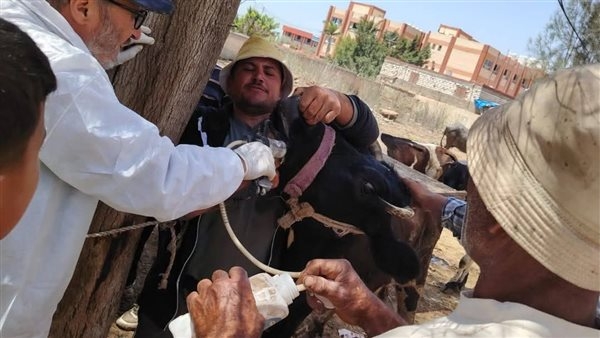 "الزراعة": 9 قوافل بيطرية علاجية مجانية في 5 محافظات