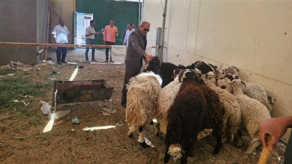 «تموين الأقصر» تكشف أسعار خراف الأضاحي المستوردة الحية (صور)