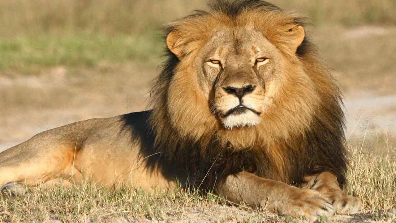 أسد يفتك بمربيه في حديقة منزله بالعراق