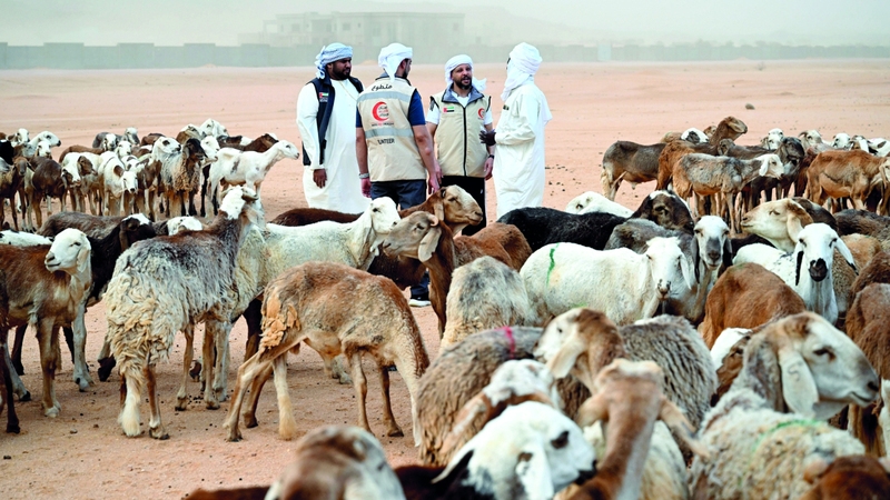 «الهلال الأحمر» تطلق حملة مشروع الأضاحي بكلفة 15 مليون درهم