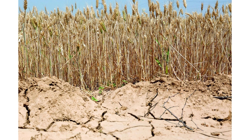 الحر والجفاف يهددان محصول القمح في الصين
