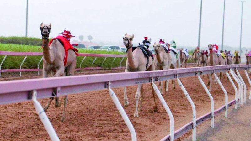 ميدان الذيد يخطف الأنظار بمنافسات مثيرة في سباق «سن الفطامين» للهجن