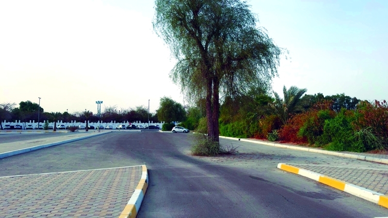الغاف
