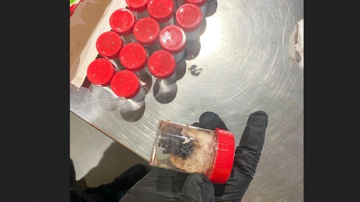 طرد يصيب مسؤولي الجمارك في المطار بالذهول.. 1500 عنكبوت مخبأة بعبوات بسكويت