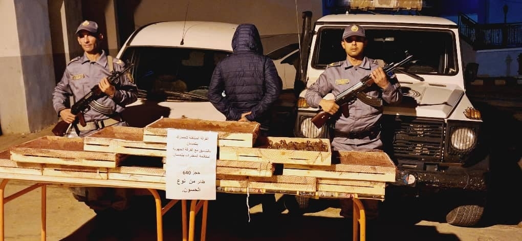 حجز 640 'مقنين' موجّه للتهريب بتلمسان