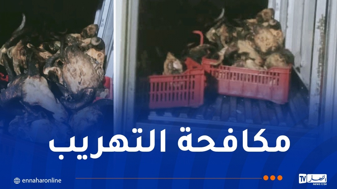 درك أم البواقي يحجز 315 رأس 'بوزلوف' من سلالة السداون