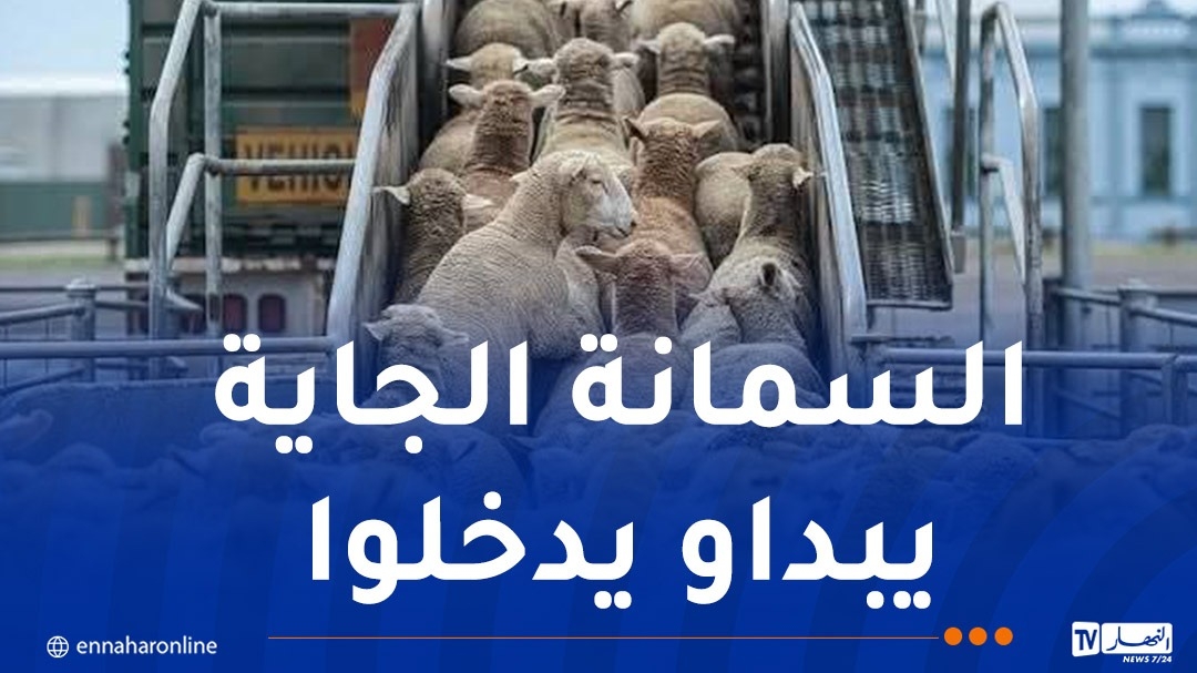كباش من إسبانيا ورومانيا لعيد الأضحى