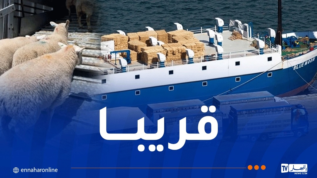 هذه مواصفات المواشي الإسبانية وموعد تصديرها إلى الجزائر