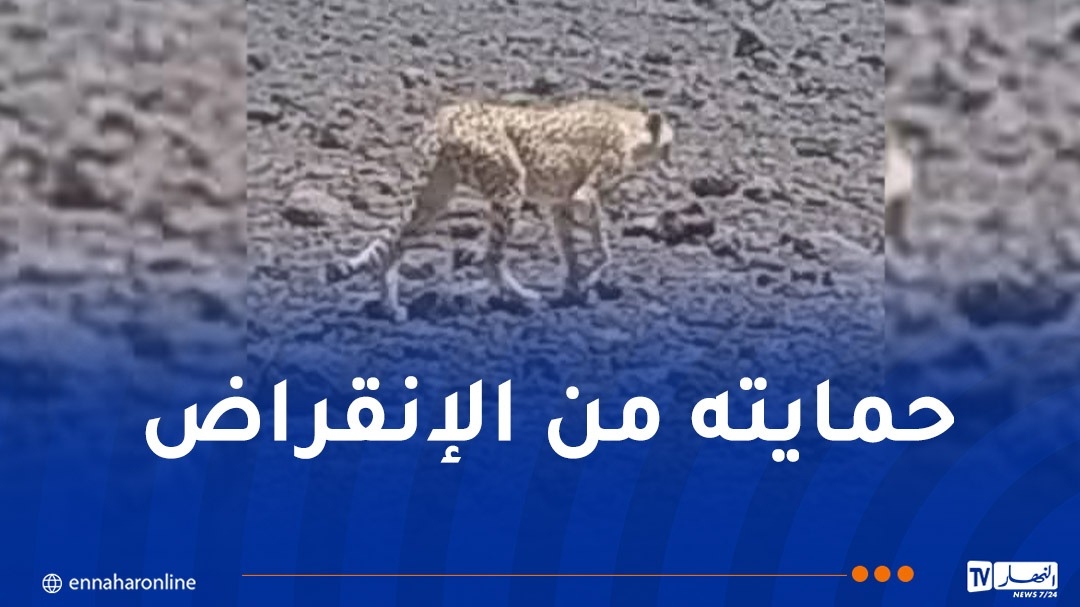بعد انتشار فيديو للفهد 'أماياس' بالأهقار.. وزارة الثقافة تتحرك