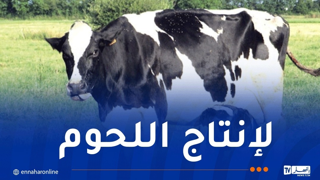 30 ألف هكتار لمجمع 'BF' الإيطالي بتيميمون