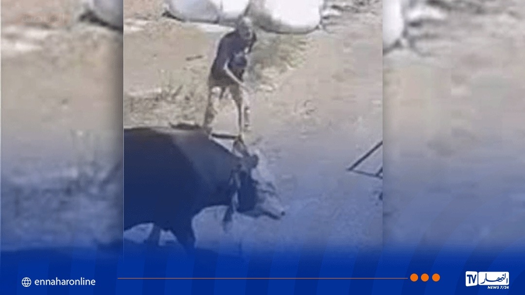 سطيف.. وفاة شخص تلقى ضربة من ثور كان بصدد ذبحه في عيد الأضحى