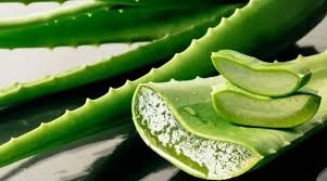 ماذا يحدث لضغط دمك عند شرب عصير الصبار؟