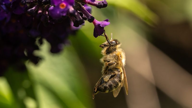 Belgium's honeybee decline highlights mixed picture for pollinator health in Europe