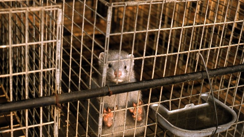EU a step closer to fur farming ban after damning agency report