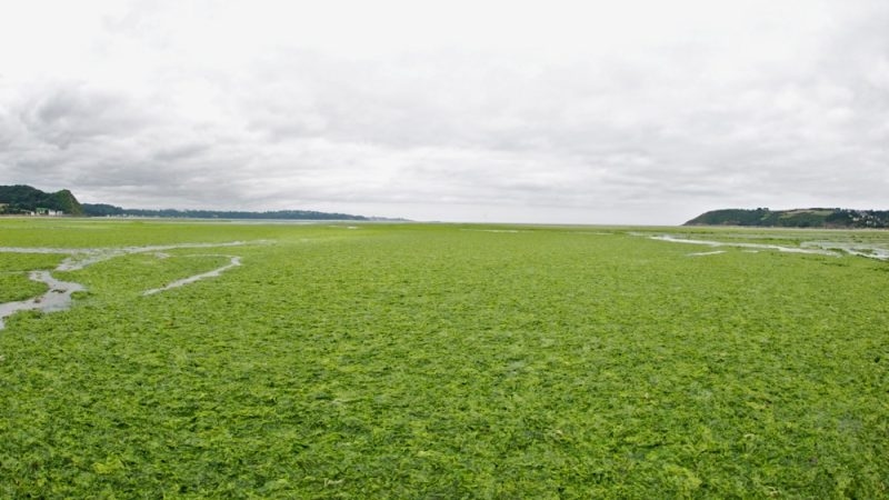 Toxic green algae: The disease poisoning French Brittany's waterways and coast