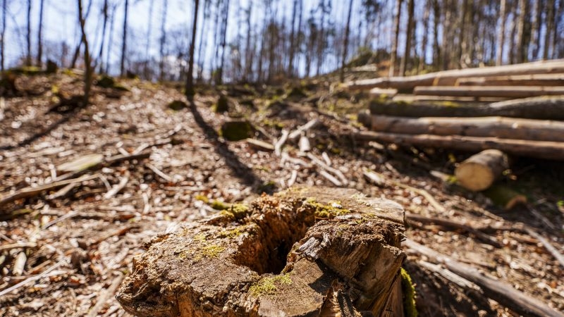 Commission publishes translated guidance on anti-deforestation law