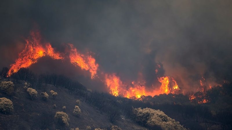 Spanish police arrest four over new forest fires