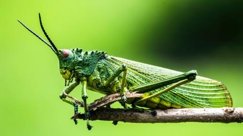 Grasshopper raises $46.6m