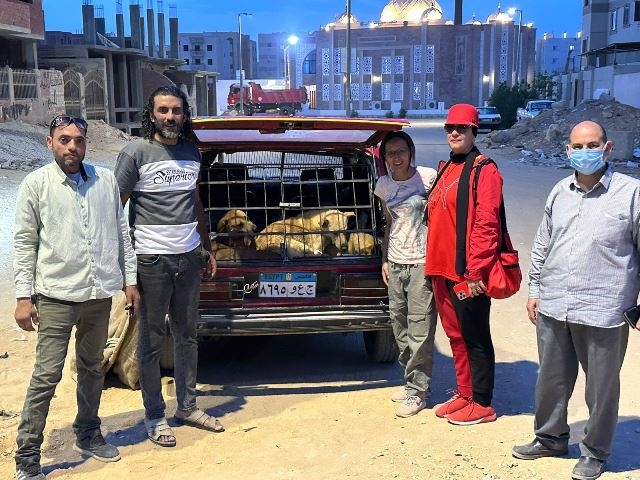 جهاز بدر يبدأ فى حل رعب المواطنين من الكلاب بالتعاون مع مجلس الأمناء