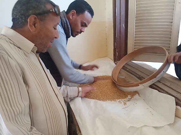 توريد ١٤١ طن قمح بالأقصر والتموين الأقصر يتابع لتذليل المعوقات