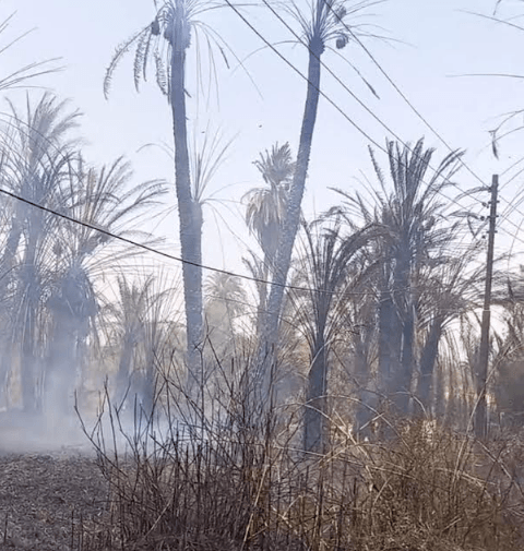 تفحم ١٥٠ نخلة فى حريق بحاجر اسنا جنوب غرب الأقصر