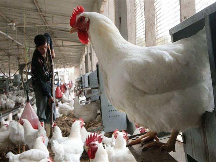 أسعار الدواجن اليوم الاثنين 19-5-2025