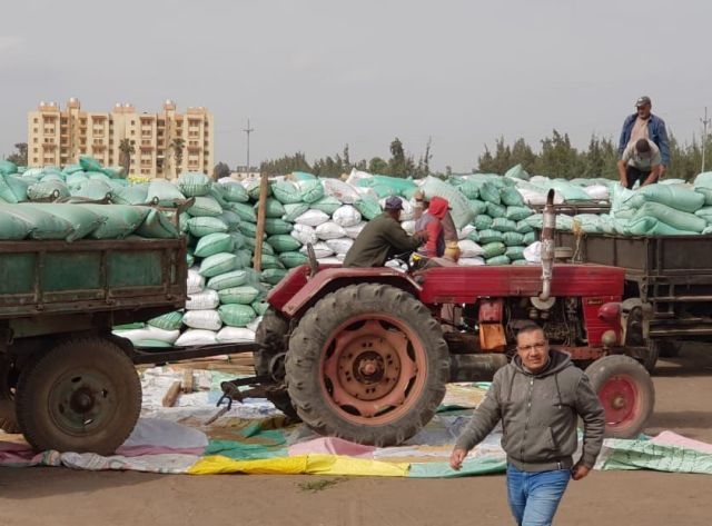 محافظ كفرالشيخ: توريد 178 ألف طن من الأقماح المحلية حتى الآن