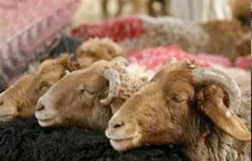 فقه عيوب الأضحية..4صفات يجب أن تخلو منها الذبيحة