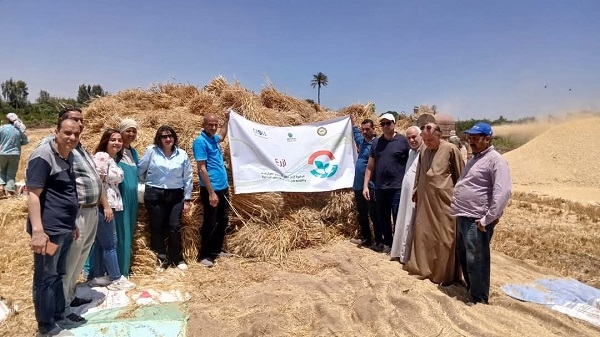 حصاد القمح بالمحافظات ضمن فعاليات مبادرة "ازرع"
