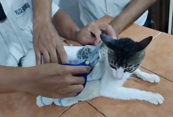 تهريب غير متوقع .. قطة تحمل مخدرات إلى سجن كوستاريكا .. فيديو
