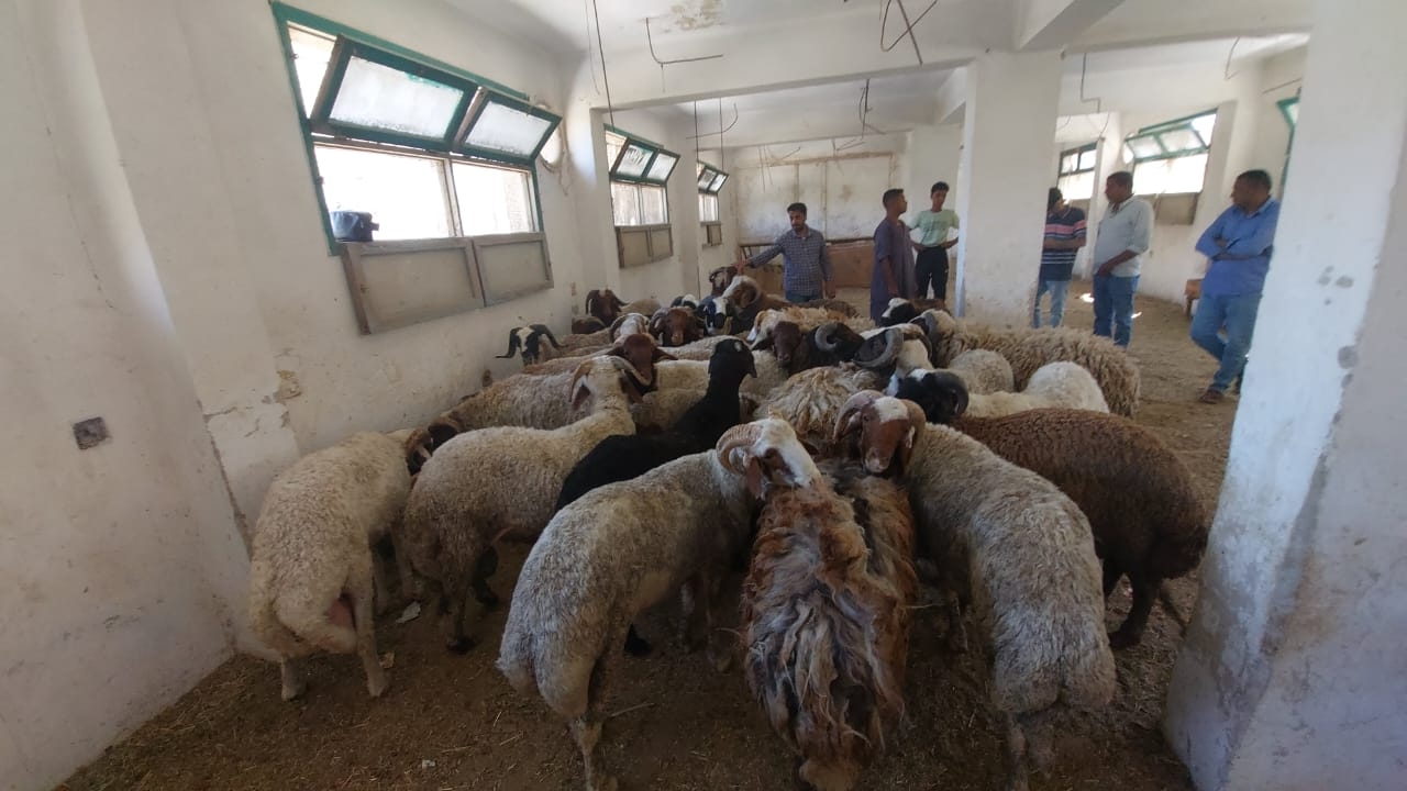 زراعة البحر الأحمر توفر خراف الأضاحي بسعر 220 الكيلو قائم