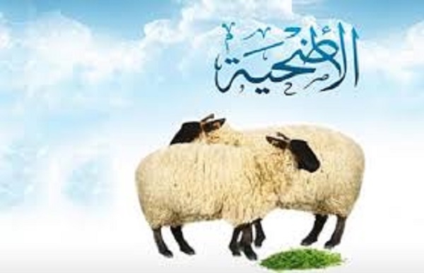 محظور فى الاضحية..يُفقدك ثوابها
