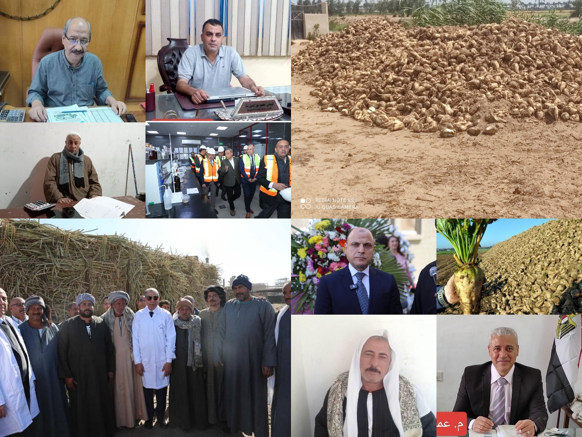 السكر.. "حلم أبيض" تحقق من الدلتا الي الصعيد