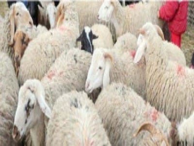 دار الإفتاء تصدر كتيبا عن الأضحية