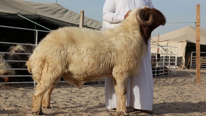 كيف أتصرف فى الأضحية بعد ذبحها؟وهل يجب تقسيمها إلى أثلاث؟