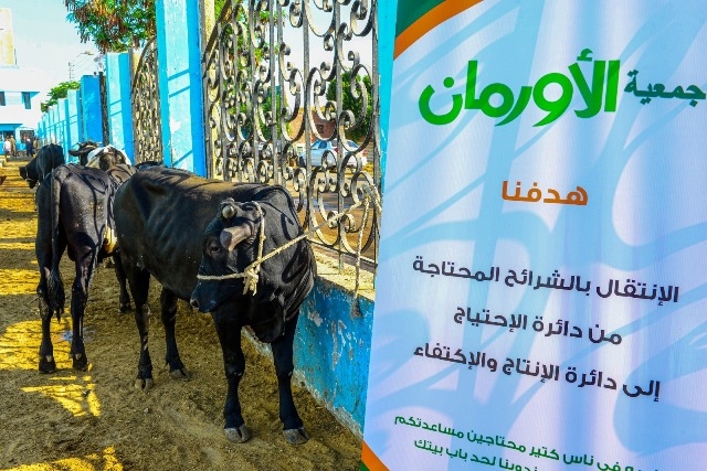 غدا البدء فى ذبح 45 عجلا للأضحي ببني سويف