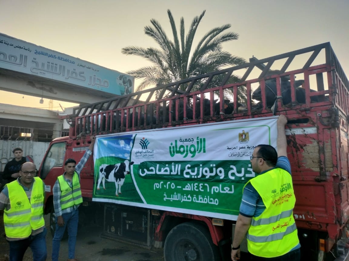 ذبح ٣٠ عجل وتوزيع ٥٠ألف كيلو لحوم مجمدة في كفرالشيخ