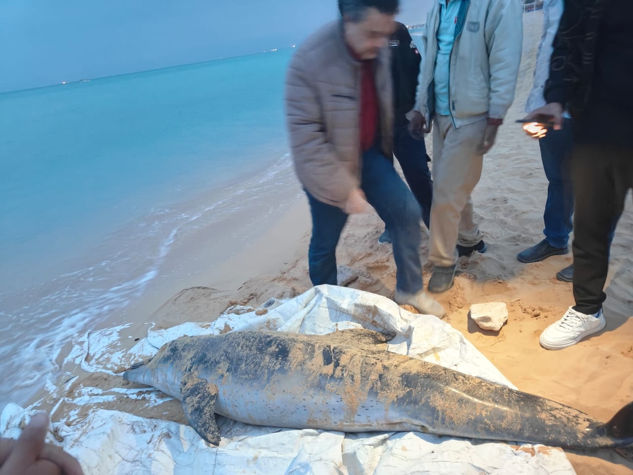 العثور على دولفين نافق ونقله لتحنيطه بمعهد علوم البحار والمصايد