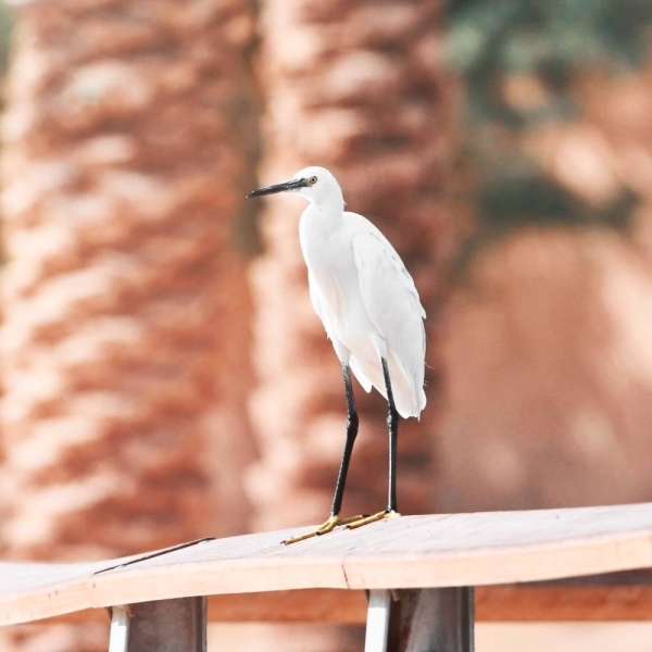 Saudi Arabia Launches Winter Census Of Water Birds In Farasan Reserve