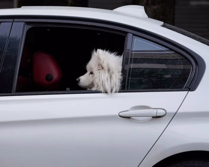 Iran Extends Ban on Dog-walking for ‘public Order