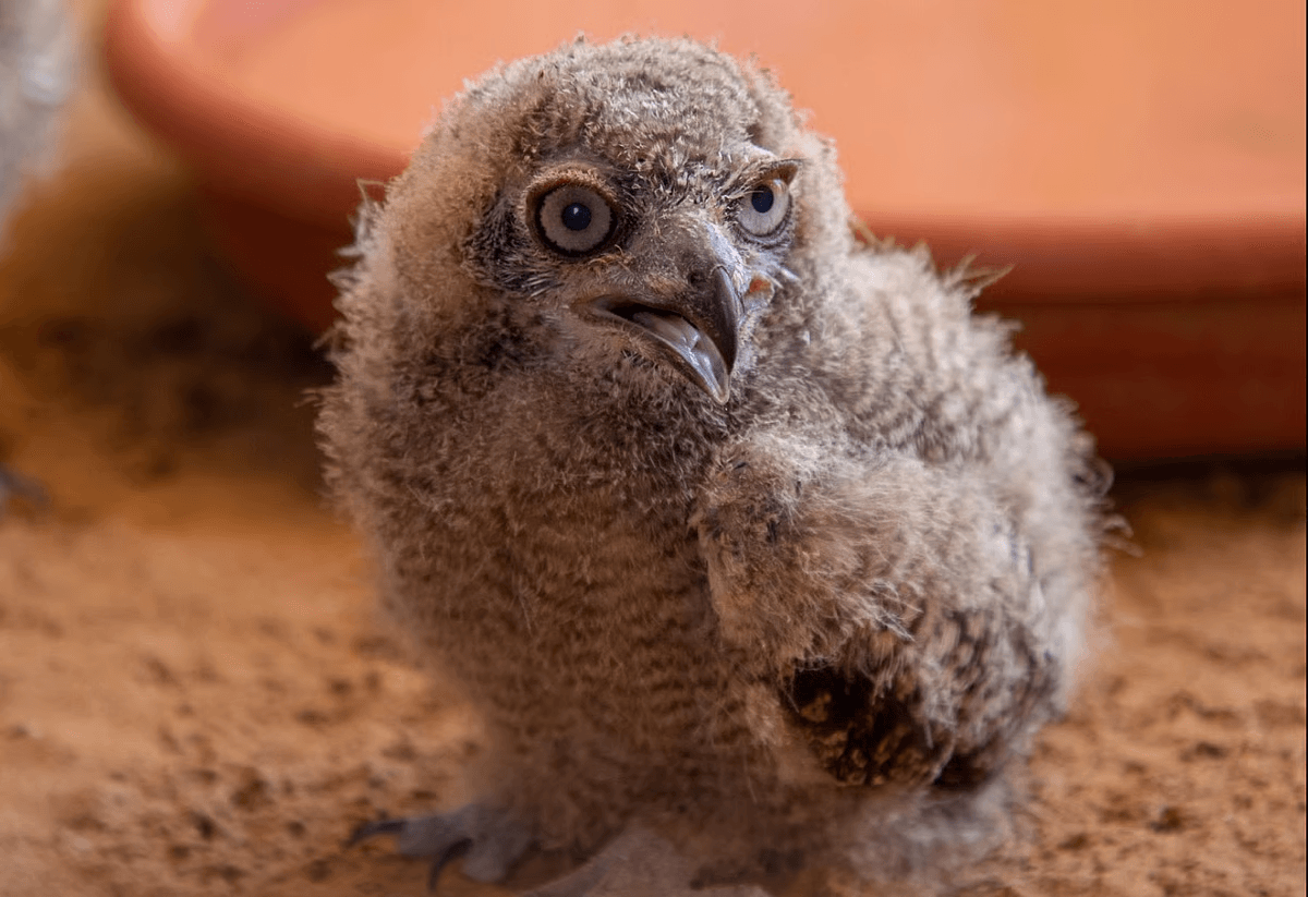3 Rare Arabian Spotted Eagle Owl Babies Hatch in Sharjah