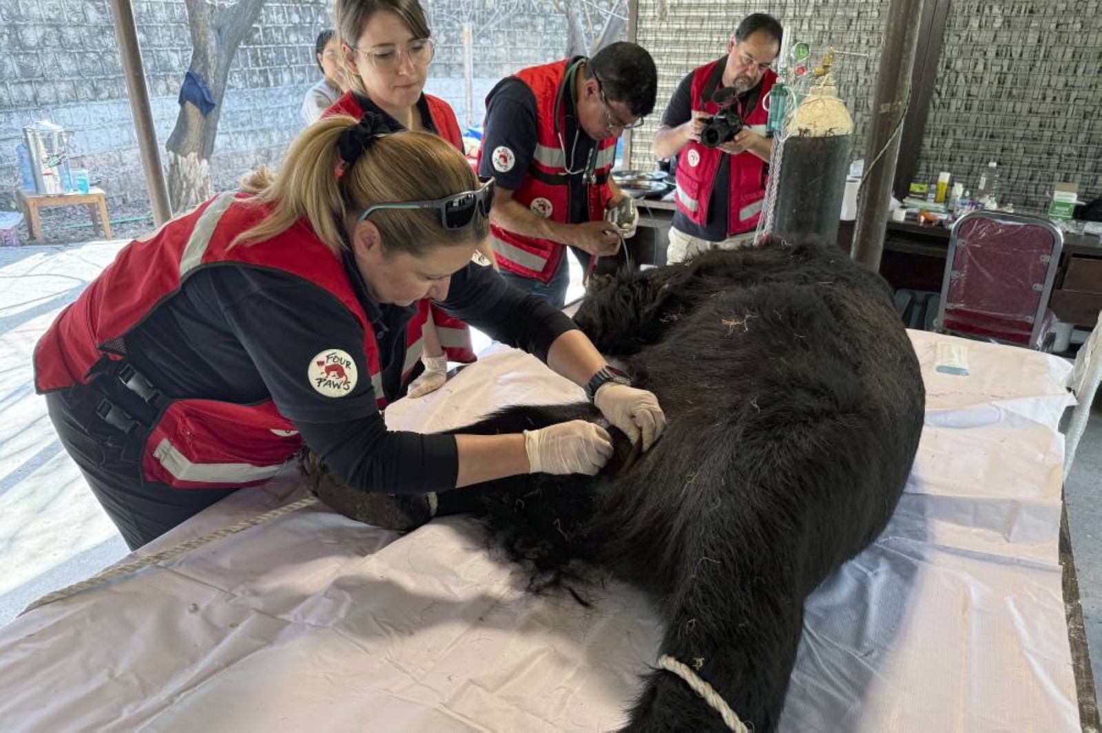 Rocky the bear abused in 35 fights rescued in Pakistan