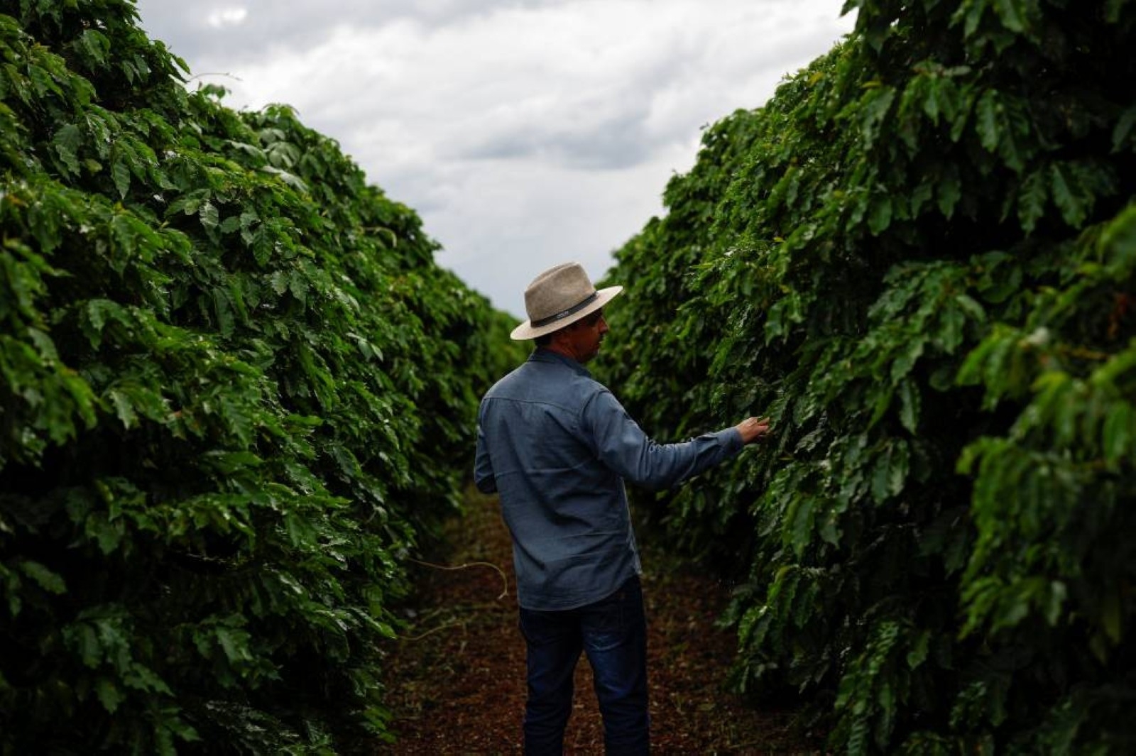 Brazilian coffee farms are turning to costly irrigation