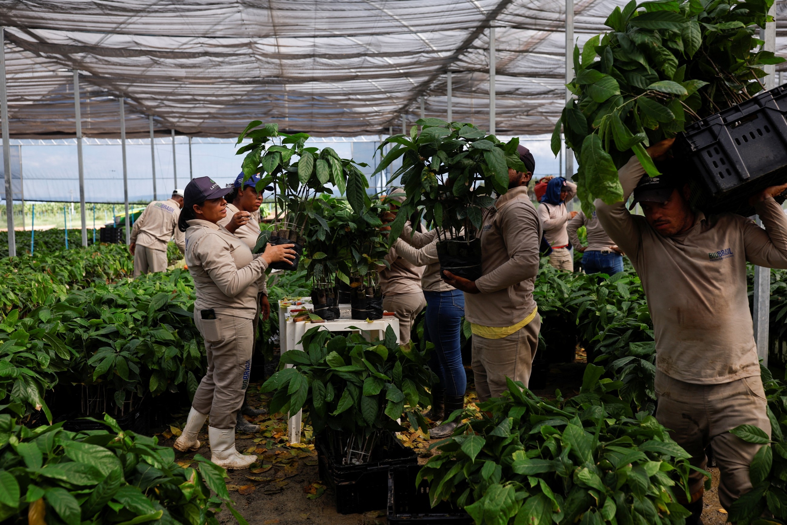 Brazil's would-be cocoa king aims to revolutionise industry