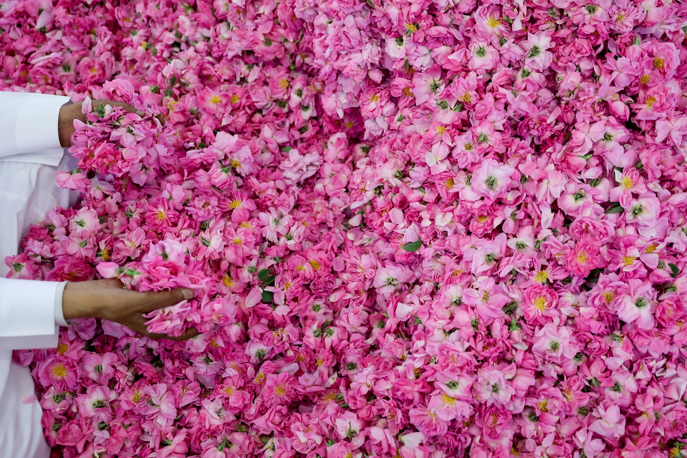 Saudi 'city of roses' offers fragrant reminder of desert's beauty